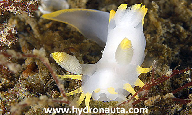 Polycera kernowensis